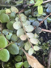 Metrosideros carminea