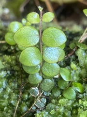 Metrosideros carminea