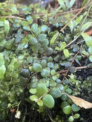 Metrosideros carminea