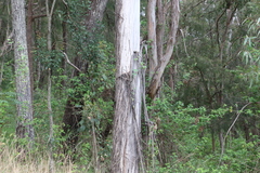 Eucalyptus moluccana
