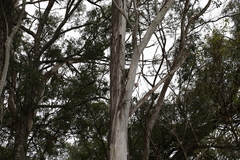 Eucalyptus moluccana