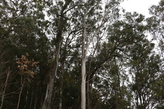 Eucalyptus moluccana