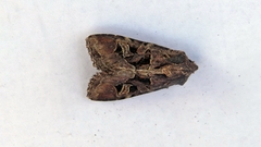 Trigonophora jodea