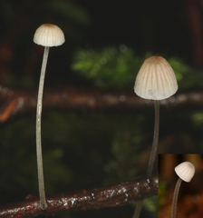 Mycena subdebilis