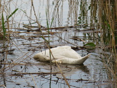Cygnus olor