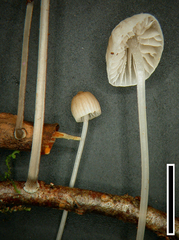 Mycena subdebilis