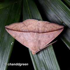 Ugia purpurea