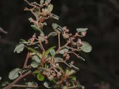 Spyridium parvifolium