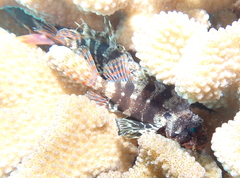 Dendrochirus barberi