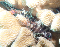 Dendrochirus barberi