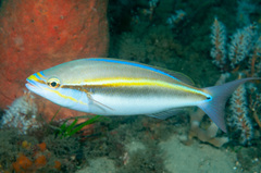 Pentapodus paradiseus
