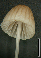Mycena subdebilis