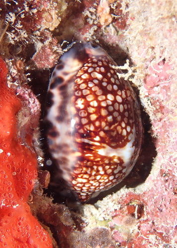 Reticulated Cowry