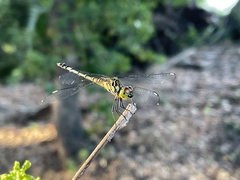 Chalcostephia flavifrons