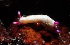 Hypselodoris violabranchia