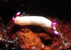 Hypselodoris violabranchia