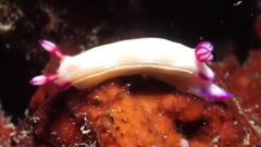 Hypselodoris violabranchia