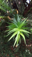 Araucaria