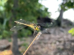 Chalcostephia flavifrons