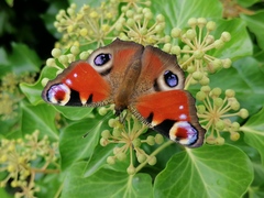 Aglais io