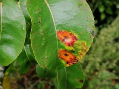 Gymnosporangium sabinae