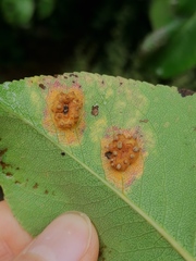 Gymnosporangium sabinae