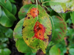 Gymnosporangium sabinae