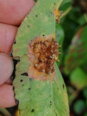 Gymnosporangium sabinae