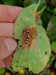 Gymnosporangium sabinae