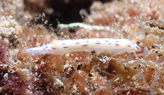 Hypselodoris bertschi