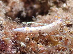 Hypselodoris bertschi