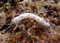 Hypselodoris bertschi