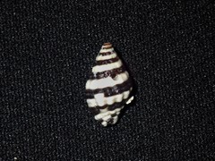 Engina zonalis
