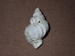 Coralliophila squamosissima