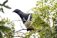 Hemiphaga novaeseelandiae