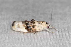 Piloprepes antidoxa