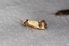 Olbonoma triptycha