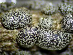 Polyschismium chailletii