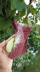 Aristolochia littoralis