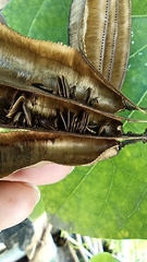 Aristolochia littoralis