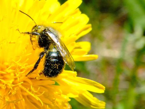 iNaturalist observation photo of Mason Bees