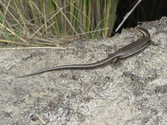 Pseudemoia rawlinsoni