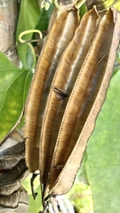 Aristolochia littoralis