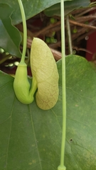 Aristolochia littoralis