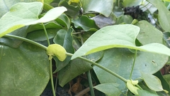 Aristolochia littoralis