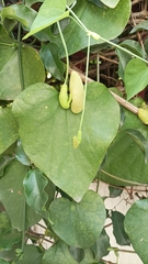 Aristolochia littoralis
