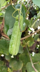 Aristolochia littoralis