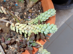 Sedum burrito