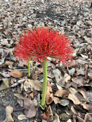 Scadoxus multiflorus