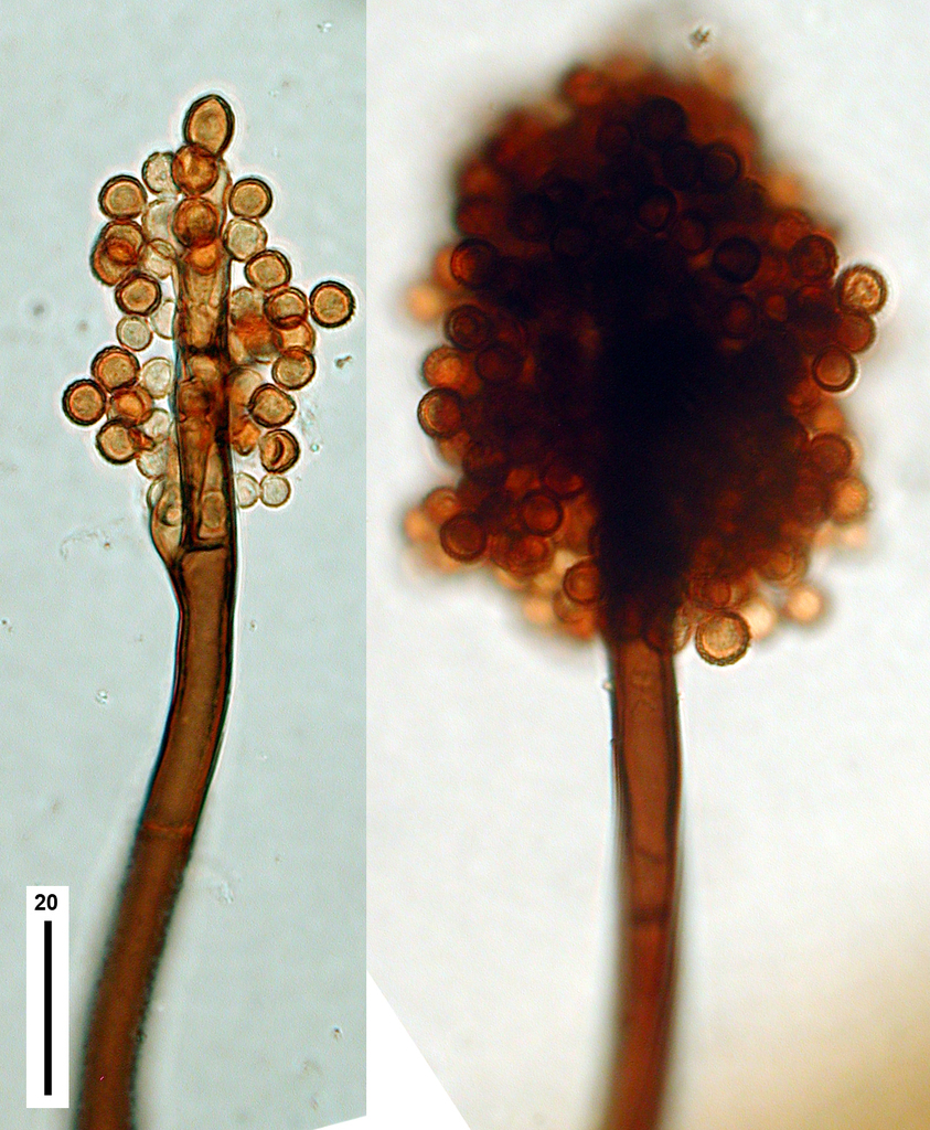 Periconiaceae